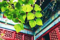 风景园林工程通用设计资质条件